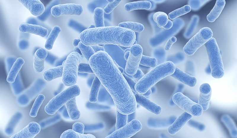 Microorganisms Microorganisms